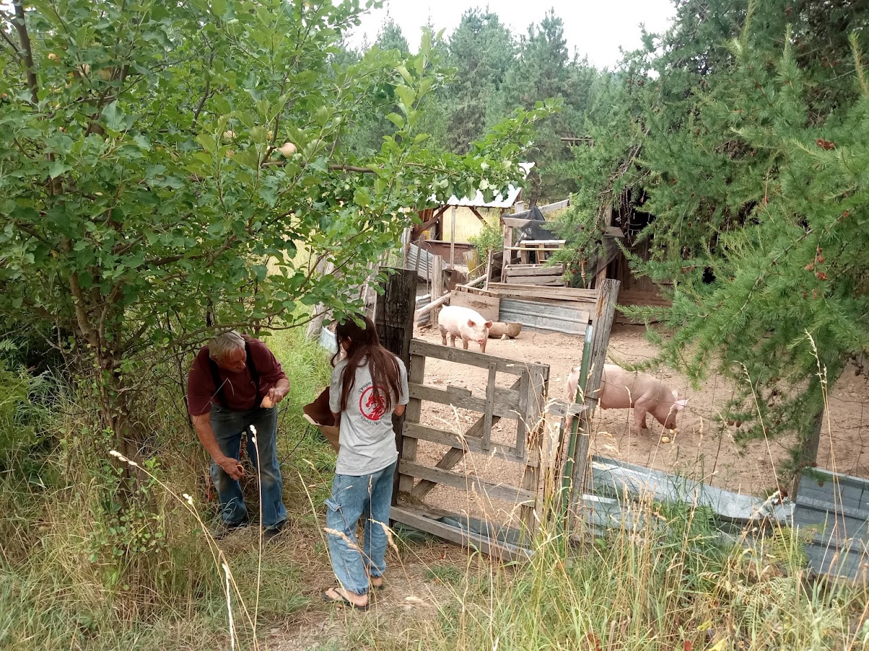 summer-2025-toms-pigs